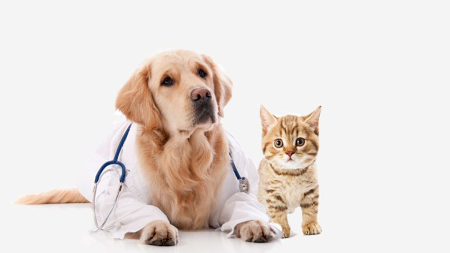Pet Transportation Services in Payyanur, Kannur